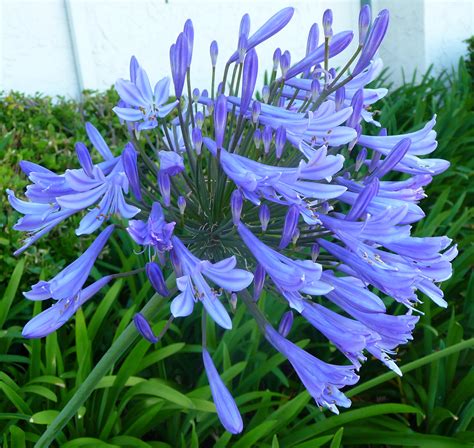 agapanthus blue.